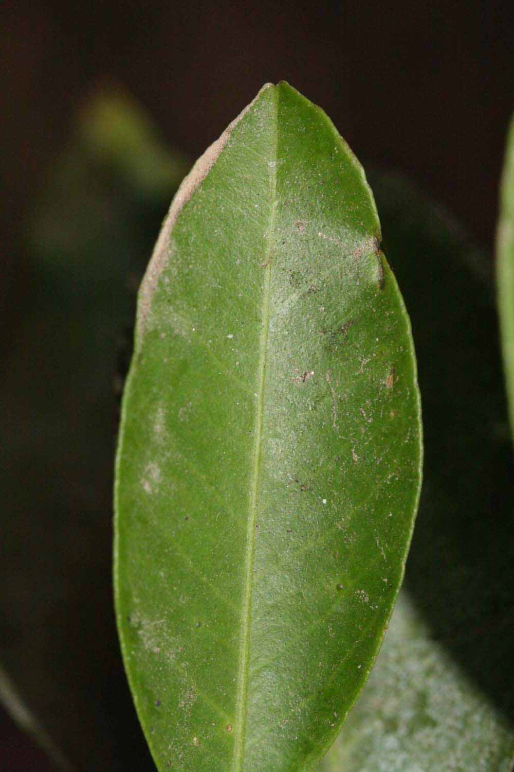              Margin (Riverside, CA)       